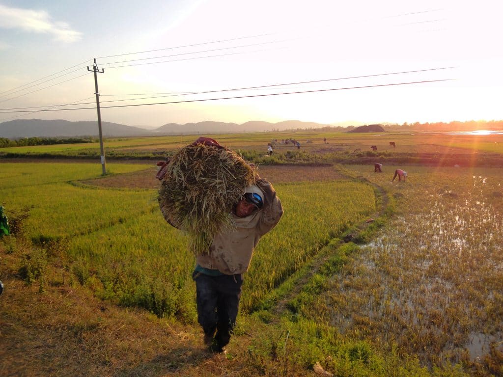 a man carrying gras in the field, easy riders Vietnam tour