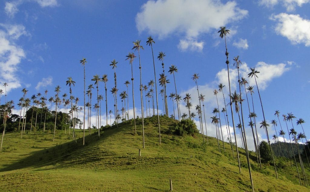 High palm trees in Salento, Colombia in South America