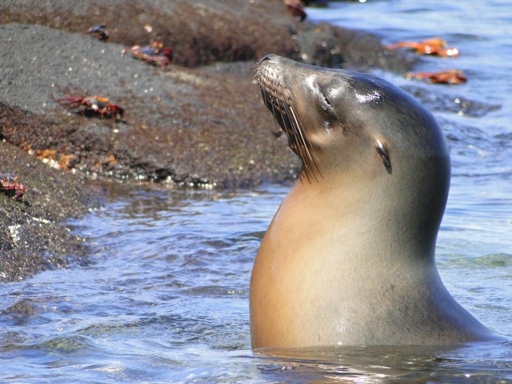 A sea lion in the Galapagos Islands in South America