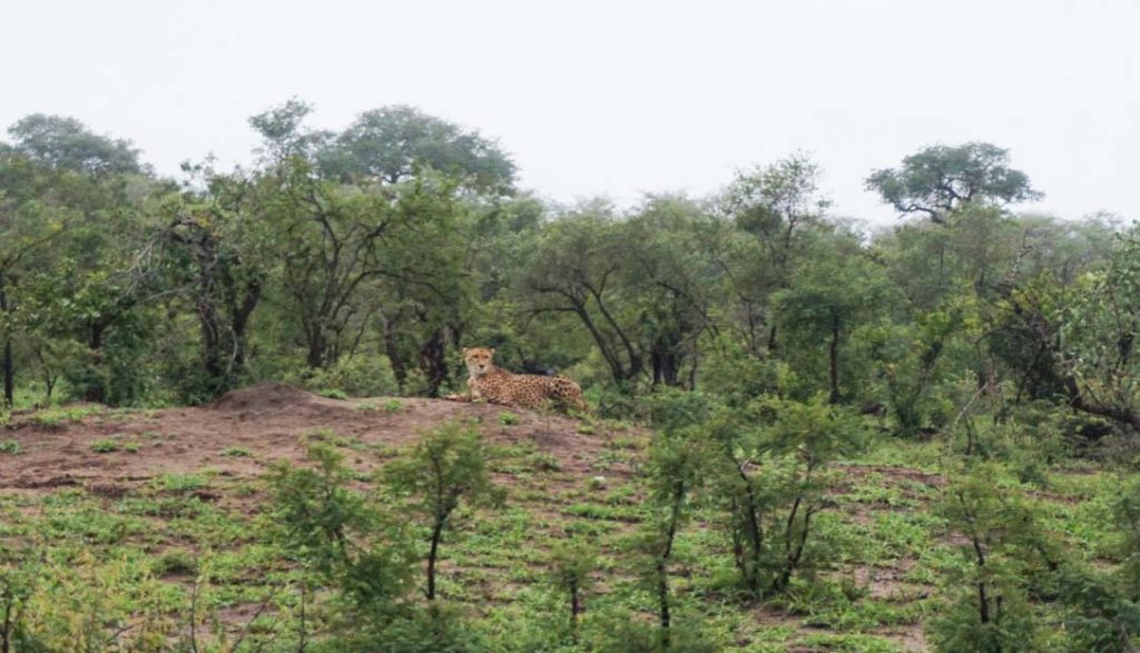 cheetah in the bush on the morning safari
