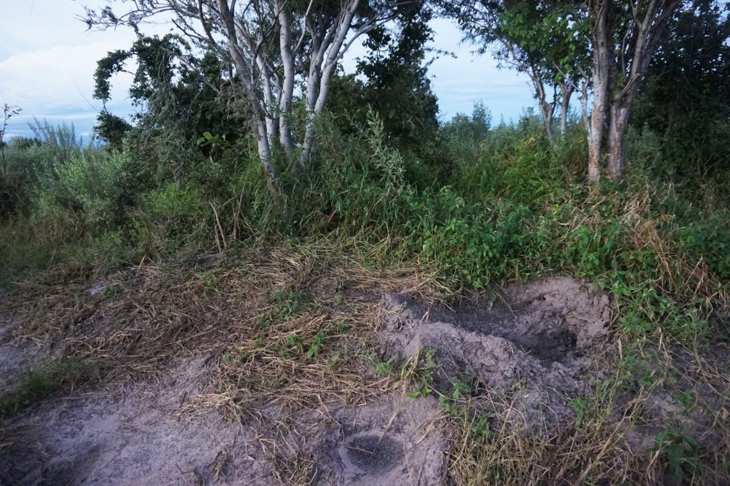the bed of an elephant made of gras and sand