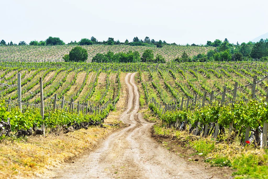 The vines of North Macedonian wine