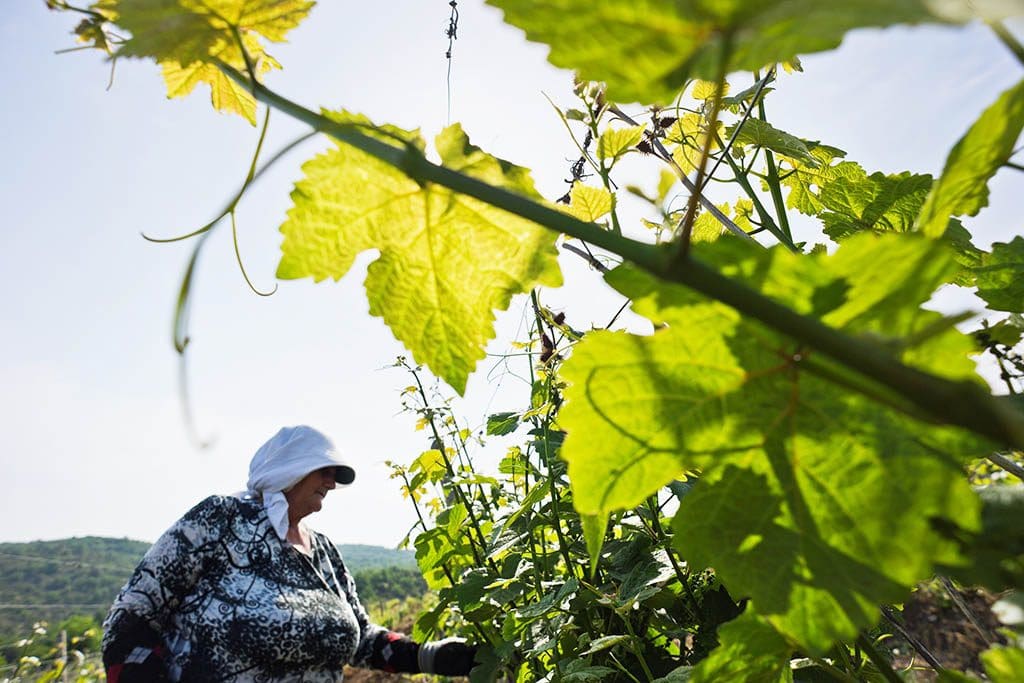 A worker in the vineyards of north Macedonia 
