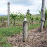 Best wineries in Yara Valley